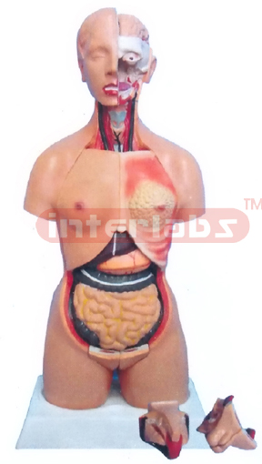 45 CM TALL THREE SEX TORSO WITH HEAD (15 PCS / SET)